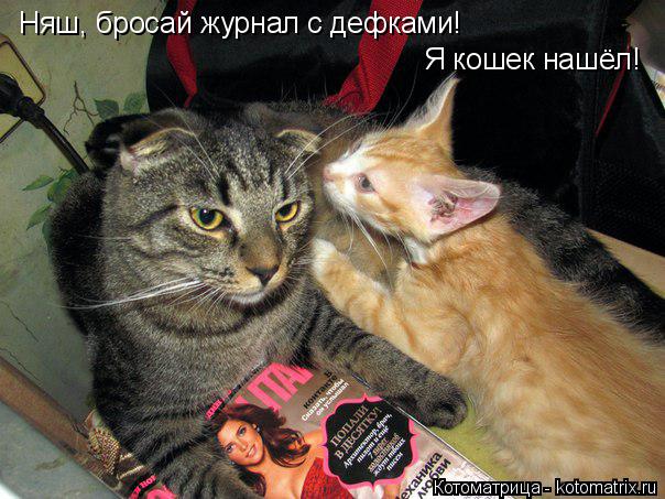 Няш, бросай журнал с дефками! Я кошек нашёл!... Котоматрица: Няш, бросай журнал с дефками! Я кошек нашёл!
