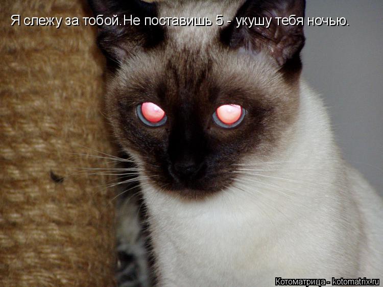 Я слежу за тобой. Не поставишь 5 - укушу тебя ночью.... Котоматрица: Я слежу за тобой. Не поставишь 5 - укушу тебя ночью.