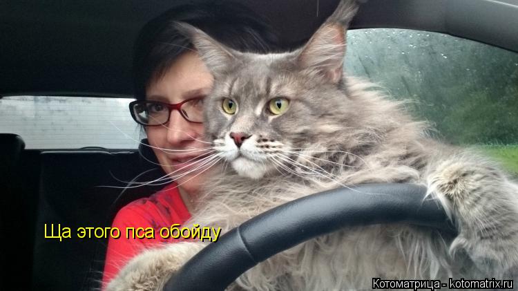 Ща этого пса обойду... Котоматрица: Ща этого пса обойду
