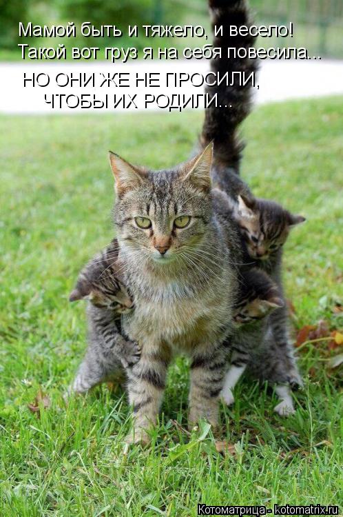 Мамой быть и тяжело, и весело! Такой вот груз я на себя повесила... НО ОНИ ЖЕ НЕ ПРОСИЛИ, ЧТОБЫ ИХ Р... Котоматрица: Мамой быть и тяжело, и весело! Такой вот груз я на себя повесила... НО ОНИ ЖЕ НЕ ПРОСИЛИ, ЧТОБЫ ИХ РОДИЛИ...