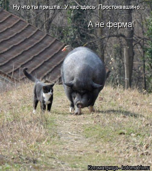 Ну что ты пришла...У нас здесь Простоквашино... А не ферма!... Котоматрица: Ну что ты пришла...У нас здесь Простоквашино... А не ферма!