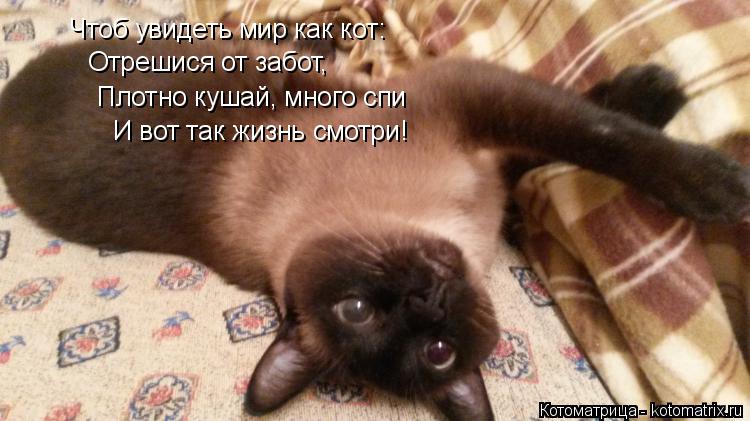 Чтоб увидеть мир как кот: Отрешися от забот, Плотно кушай, много спи И вот так жизнь смотри!... Котоматрица: Чтоб увидеть мир как кот: Отрешися от забот, Плотно кушай, много спи И вот так жизнь смотри!