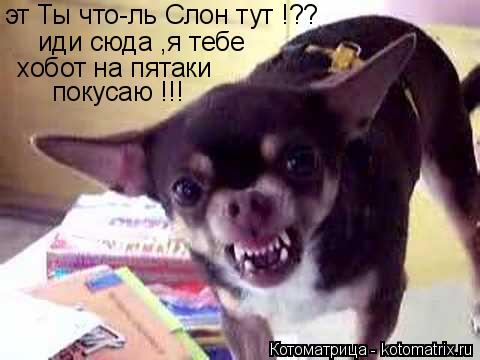 эт Ты что-ль Слон тут !?? иди сюда ,я тебе хобот на пятаки покусаю !!!... Котоматрица: эт Ты что-ль Слон тут !?? иди сюда ,я тебе хобот на пятаки покусаю !!!