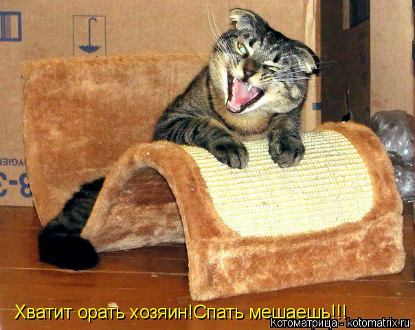 Хватит орать хозяин!Спать мешаешь!!!... Котоматрица: Хватит орать хозяин!Спать мешаешь!!!