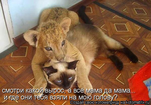 смотри какой вырос, а всё мама да мама... и где они тебя взяли на мою голову?... Котоматрица: смотри какой вырос, а всё мама да мама... и где они тебя взяли на мою голову?
