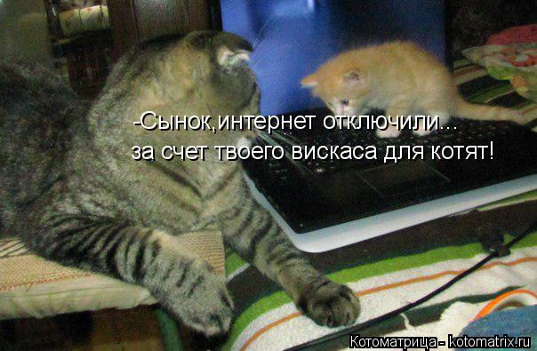 -Сынок,интернет отключили... за счет твоего вискаса для котят!... Котоматрица: -Сынок,интернет отключили... за счет твоего вискаса для котят!