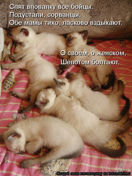 Спят вповалку все бойцы. Подустали, сорванцы. Обе мамы тихо, ласково вздыхают. О своем, о женском, Ше... Котоматрица: Спят вповалку все бойцы. Подустали, сорванцы. Обе мамы тихо, ласково вздыхают. О своем, о женском, Шепотом болтают.