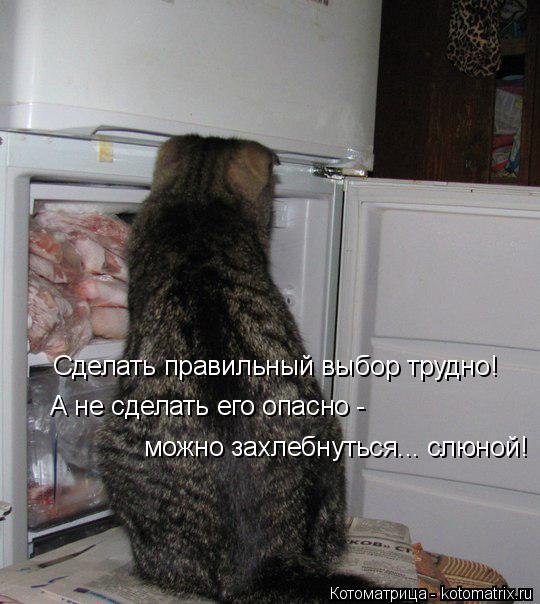 Сделать правильный выбор трудно! А не сделать его опасно - можно захлебнуться... слюной!... Котоматрица: Сделать правильный выбор трудно! А не сделать его опасно - можно захлебнуться... слюной!