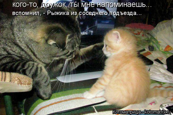 кого-то, дружок, ты мне напоминаешь... вспомнил, - Рыжика из соседнего подъезда...... Котоматрица: кого-то, дружок, ты мне напоминаешь... вспомнил, - Рыжика из соседнего подъезда...