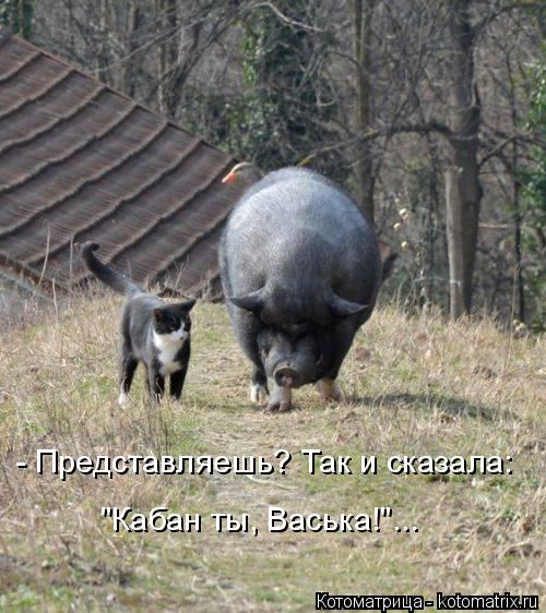 - Представляешь? Так и сказала: "Кабан ты, Васька!"...... Котоматрица: - Представляешь? Так и сказала: "Кабан ты, Васька!"...