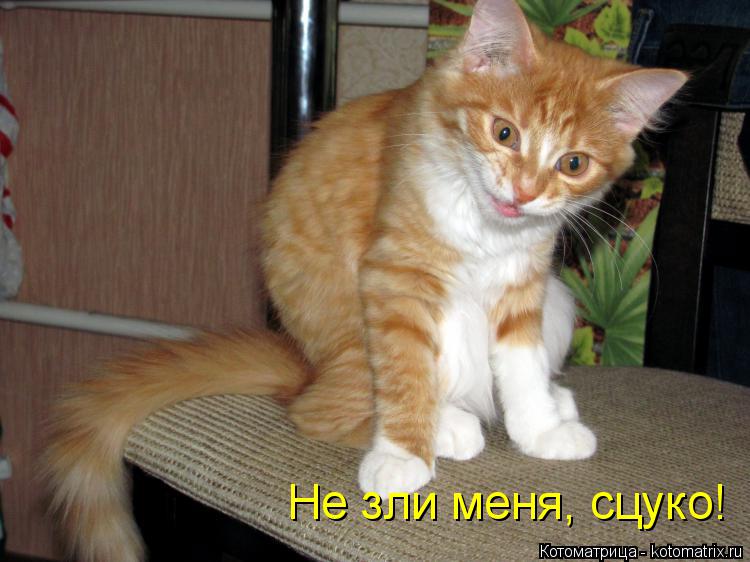 Не зли меня, сцуко!... Котоматрица: Не зли меня, сцуко!