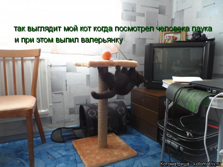 так выглядит мой кот когда посмотрел человека паука и при этом выпил валерьянку... Котоматрица: так выглядит мой кот когда посмотрел человека паука и при этом выпил валерьянку