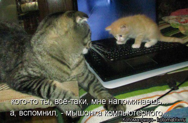 кого-то ты, всё-таки, мне напоминаешь... а, вспомнил, - мышонка компьютерного...... Котоматрица: кого-то ты, всё-таки, мне напоминаешь... а, вспомнил, - мышонка компьютерного...