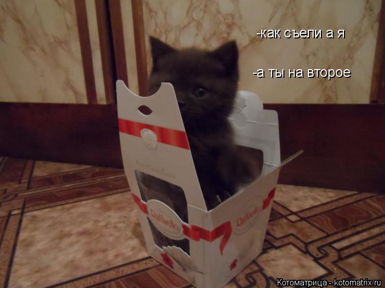 -как съели а я -а ты на второе -как съели а я... Котоматрица: -как съели а я -а ты на второе -как съели а я