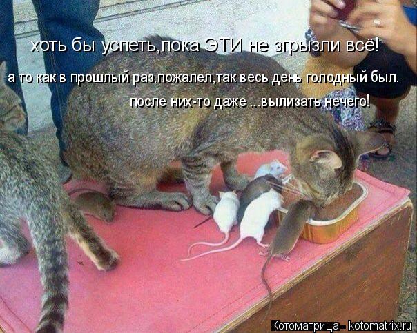 хоть бы успеть,пока ЭТИ не згрызли всё! а то как в прошлый раз,пожалел,так весь день голодный был. по... Котоматрица: хоть бы успеть,пока ЭТИ не згрызли всё! а то как в прошлый раз,пожалел,так весь день голодный был. после них-то даже ...вылизать нечего!