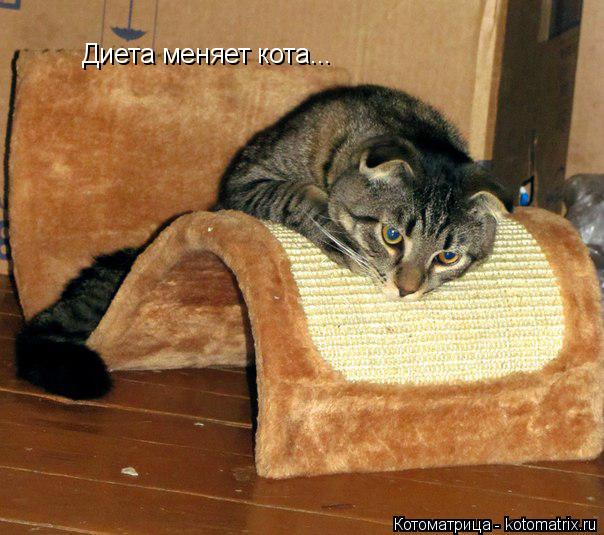 Диета меняет кота...... Котоматрица: Диета меняет кота...