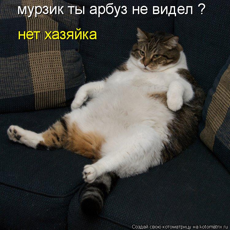 мурзик ты арбуз не видел ? нет хазяйка... Котоматрица: мурзик ты арбуз не видел ? нет хазяйка
