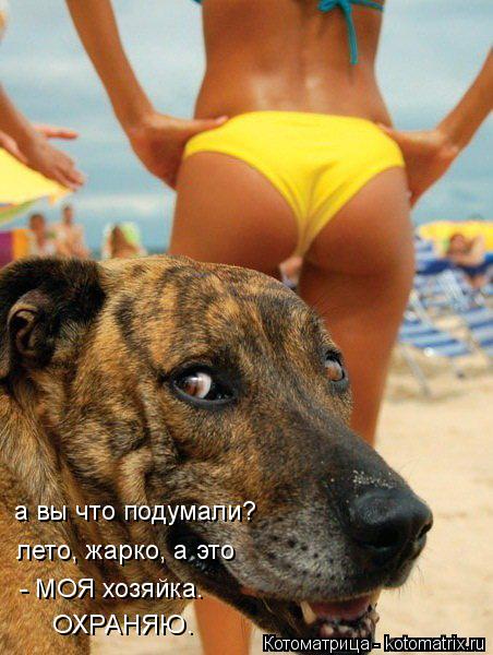а вы что подумали? лето, жарко, а это - МОЯ хозяйка. ОХРАНЯЮ.... Котоматрица: а вы что подумали? лето, жарко, а это - МОЯ хозяйка. ОХРАНЯЮ.