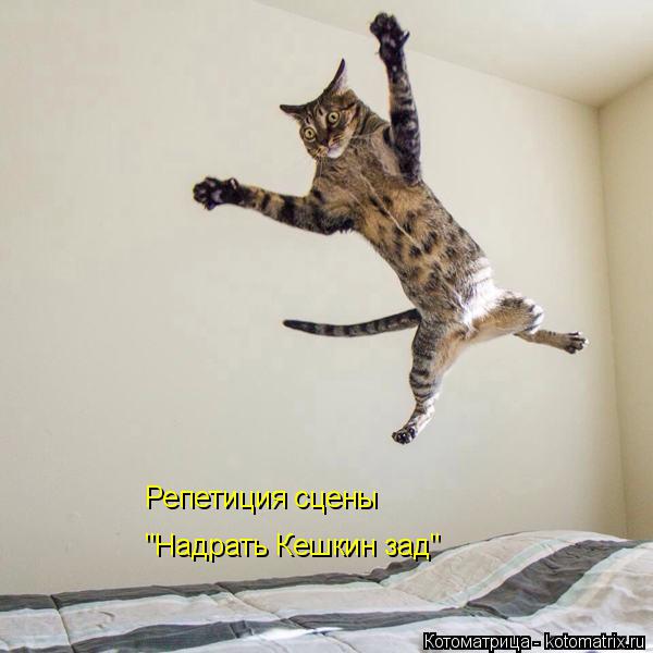 Репетиция сцены "Надрать Кешкин зад"... Котоматрица: Репетиция сцены "Надрать Кешкин зад"