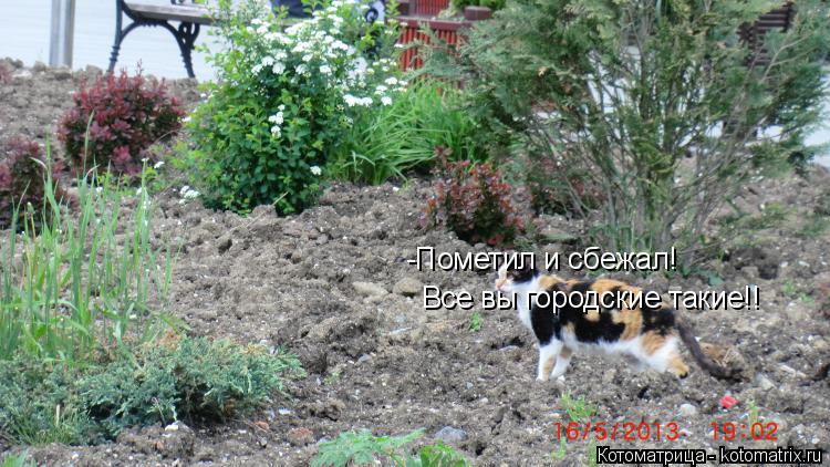 -Пометил и сбежал! Все вы городские такие!!... Котоматрица: -Пометил и сбежал! Все вы городские такие!!
