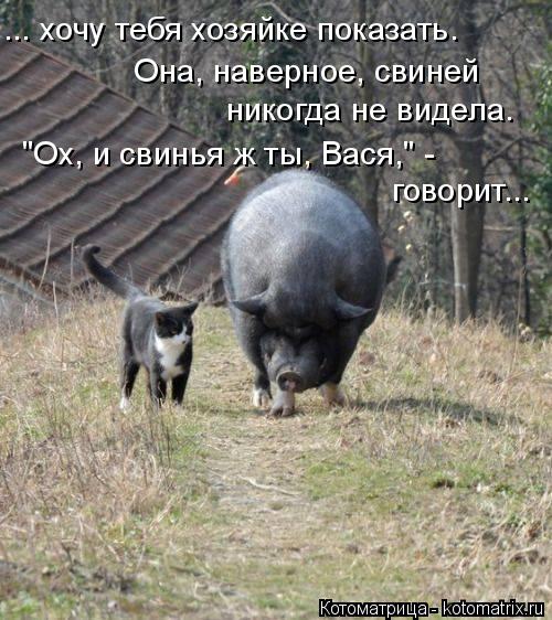 ... хочу тебя хозяйке показать. Она, наверное, свиней никогда не видела. "Ох, и свинья ж ты, Вася," ... Котоматрица: ... хочу тебя хозяйке показать. Она, наверное, свиней никогда не видела. "Ох, и свинья ж ты, Вася," - говорит...