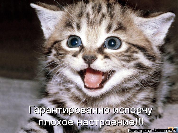 Гарантированно испорчу плохое настроение!!!... Котоматрица: Гарантированно испорчу плохое настроение!!!