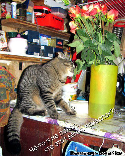 Чё-то я не понял, кто этот веник приволок?!... Котоматрица: Чё-то я не понял, кто этот веник приволок?!