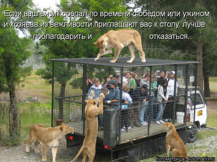 Если ваш визит совпал по времени с обедом или ужином и хозяева из вежливости приглашают вас к столу, ... Котоматрица: Если ваш визит совпал по времени с обедом или ужином и хозяева из вежливости приглашают вас к столу, лучше поблагодарить и от