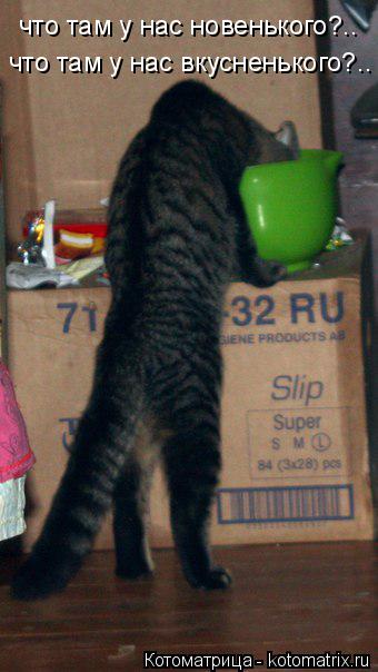 что там у нас новенького?.. что там у нас вкусненького?..... Котоматрица: что там у нас новенького?.. что там у нас вкусненького?..