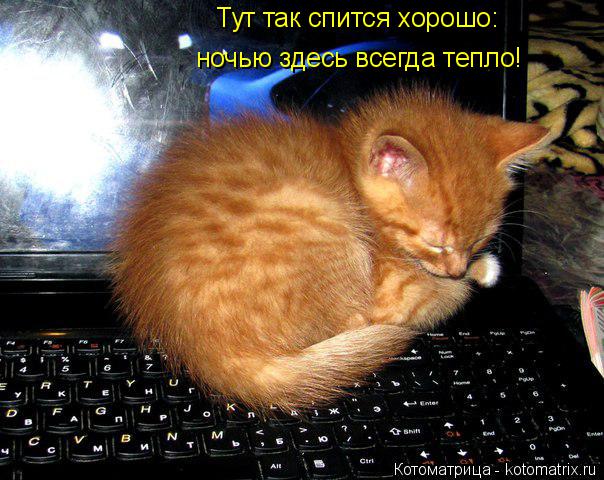 Тут так спится хорошо: ночью здесь всегда тепло!... Котоматрица: Тут так спится хорошо: ночью здесь всегда тепло!