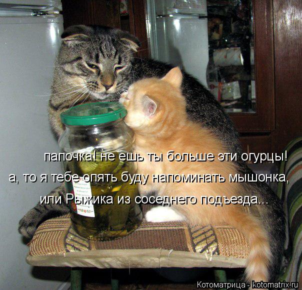 папочка! не ешь ты больше эти огурцы! а, то я тебе опять буду напоминать мышонка, или Рыжика из сосед... Котоматрица: папочка! не ешь ты больше эти огурцы! а, то я тебе опять буду напоминать мышонка, или Рыжика из соседнего подъезда...