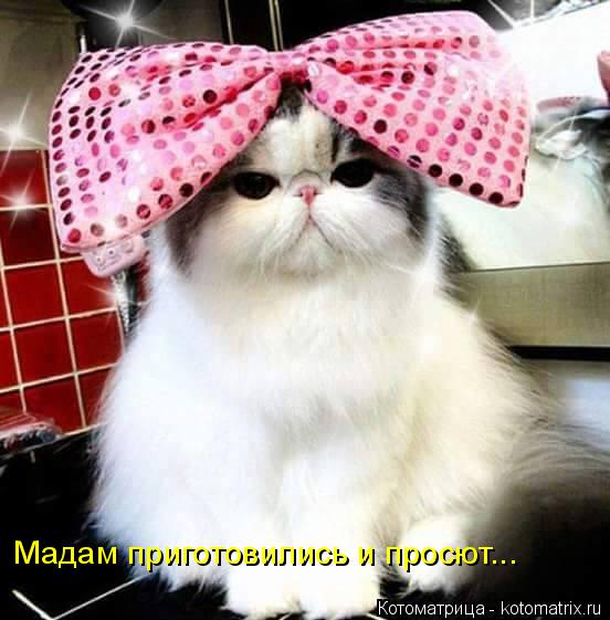 Мадам приготовились и просют...... Котоматрица: Мадам приготовились и просют...