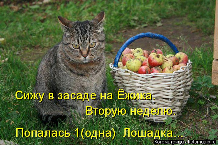 Сижу в засаде на Ёжика. Вторую неделю. Попалась 1(одна) Лошадка...... Котоматрица: Сижу в засаде на Ёжика. Вторую неделю. Попалась 1(одна) Лошадка...