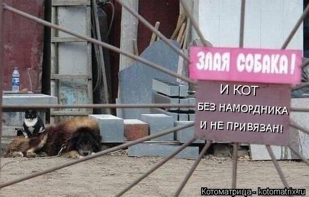 И КОТ БЕЗ НАМОРДНИКА И НЕ ПРИВЯЗАН!... Котоматрица: И КОТ БЕЗ НАМОРДНИКА И НЕ ПРИВЯЗАН!