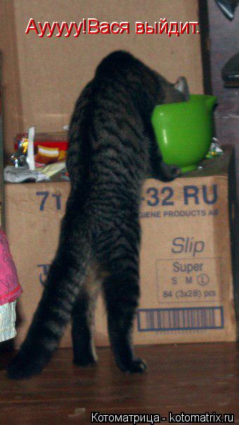 Аууууу!Вася выйдит. Аууууу!Вася выйдит.... Котоматрица: Аууууу!Вася выйдит. Аууууу!Вася выйдит.