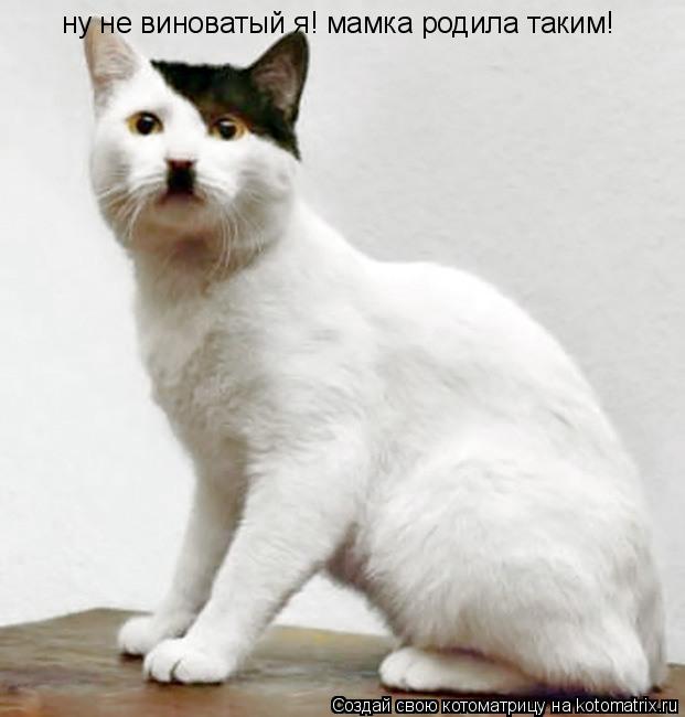 ну не виноватый я! мамка родила таким!... Котоматрица: ну не виноватый я! мамка родила таким!