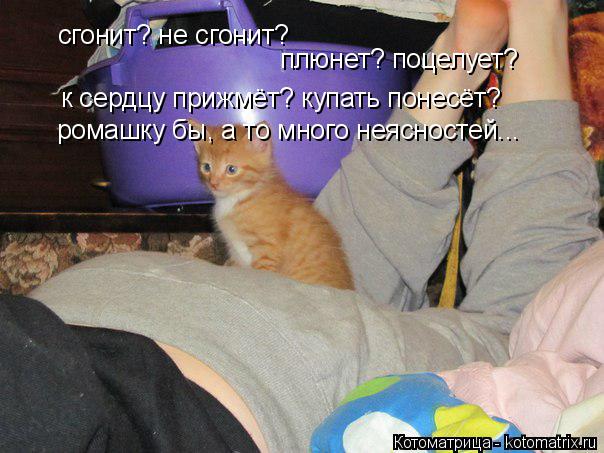 сгонит? не сгонит? плюнет? поцелует? к сердцу прижмёт? купать понесёт? ромашку бы, а то много неясно... Котоматрица: сгонит? не сгонит? плюнет? поцелует? к сердцу прижмёт? купать понесёт? ромашку бы, а то много неясностей...