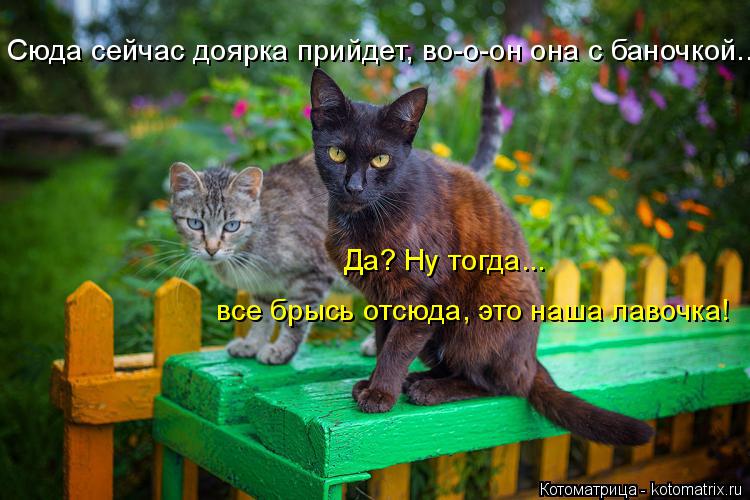 Сюда сейчас доярка прийдет, во-о-он она с баночкой... все брысь отсюда, это наша лавочка! Да? Ну тогд... Котоматрица: Сюда сейчас доярка прийдет, во-о-он она с баночкой... все брысь отсюда, это наша лавочка! Да? Ну тогда...