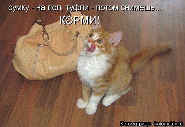 сумку - на пол, туфли - потом снимешь... КОРМИ!... Котоматрица: сумку - на пол, туфли - потом снимешь... КОРМИ!