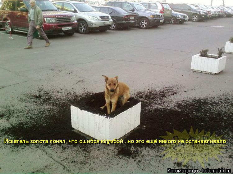 Искатель золота понял, что ошибся клумбой...но это ещё никого не останавливало... Котоматрица: Искатель золота понял, что ошибся клумбой...но это ещё никого не останавливало