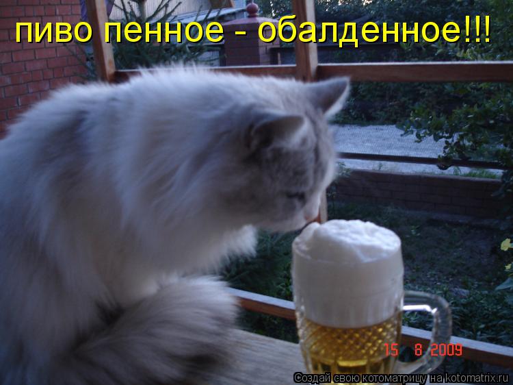пиво пенное - обалденное!!!... Котоматрица: пиво пенное - обалденное!!!