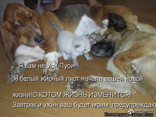 Я вам не Уси-Пуси Я белый жирный лист начала вашей новой жизни!С КОТОМ ЖИЗНЬ ИЗМЕНИТСЯ! Завтрак и ужи... Котоматрица: Я вам не Уси-Пуси Я белый жирный лист начала вашей новой жизни!С КОТОМ ЖИЗНЬ ИЗМЕНИТСЯ! Завтрак и ужин ваш будет моим, предупреждаю!