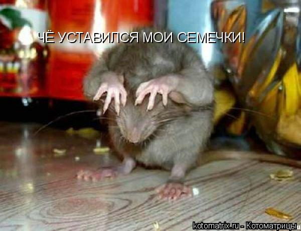 ЧЁ УСТАВИЛСЯ МОИ СЕМЕЧКИ!... Котоматрица: ЧЁ УСТАВИЛСЯ МОИ СЕМЕЧКИ!
