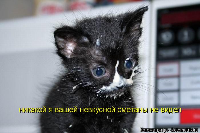 никакой я вашей невкусной сметаны не видел... Котоматрица: никакой я вашей невкусной сметаны не видел