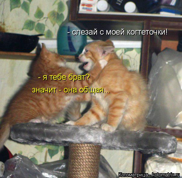 - слезай с моей когтеточки! - я тебе брат? значит - она общая...... Котоматрица: - слезай с моей когтеточки! - я тебе брат? значит - она общая...
