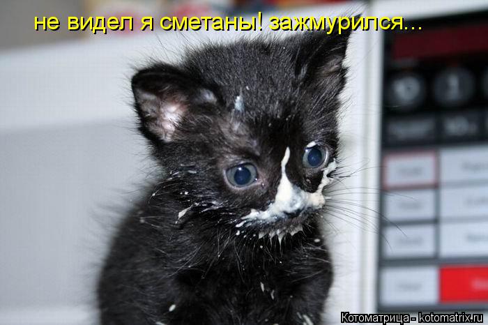 не видел я сметаны! зажмурился...... Котоматрица: не видел я сметаны! зажмурился...