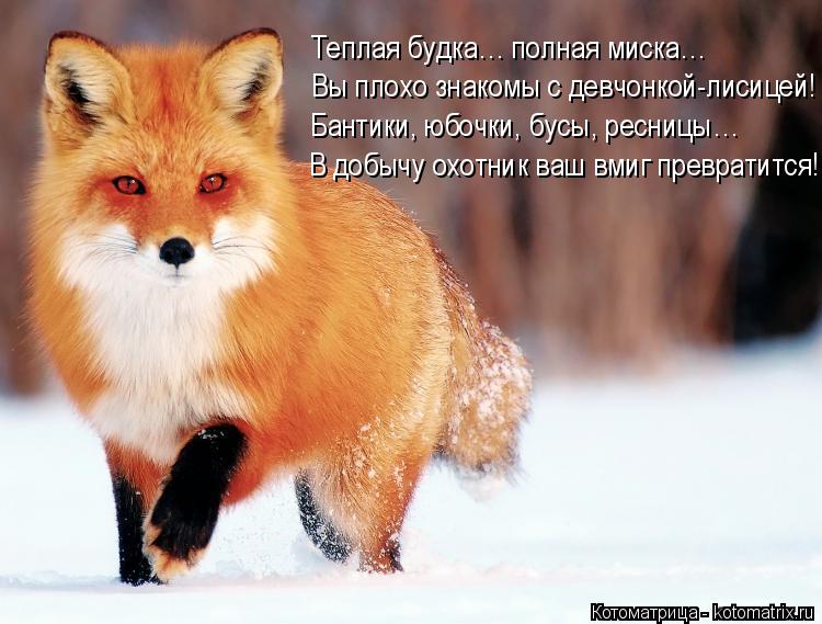 Вы плохо знакомы с девчонкой-лисицей! Теплая будка… полная миска… Бантики, юбочки, бусы, ресницы… В д... Котоматрица: Вы плохо знакомы с девчонкой-лисицей! Теплая будка… полная миска… Бантики, юбочки, бусы, ресницы… В добычу охотник ваш вмиг превратится!