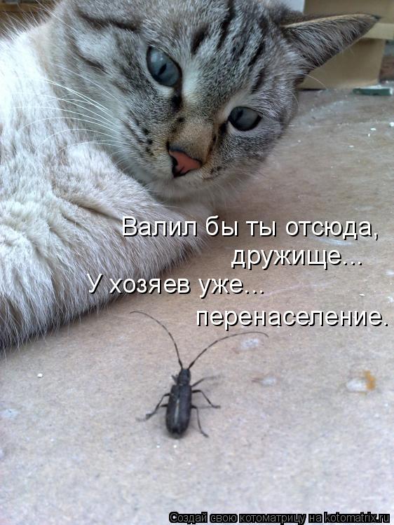 Валил бы ты отсюда, дружище... У хозяев уже... перенаселение.... Котоматрица: Валил бы ты отсюда, дружище... У хозяев уже... перенаселение.
