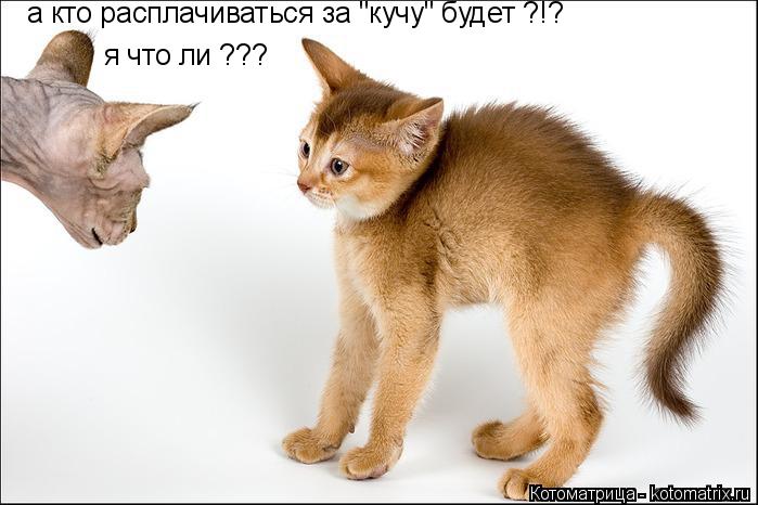 а кто расплачиваться за "кучу" будет ?!? я что ли ???... Котоматрица: а кто расплачиваться за "кучу" будет ?!? я что ли ???