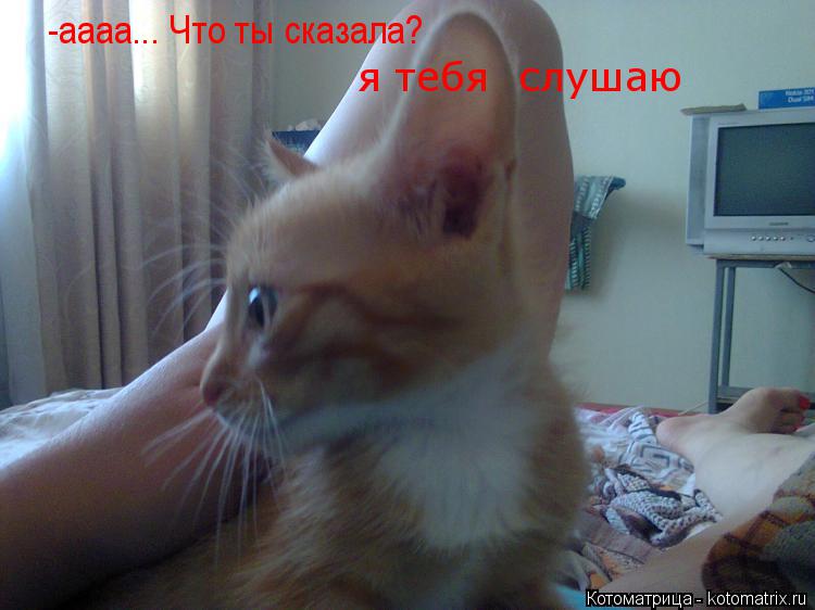 -аааа... Что ты сказала? я тебя слушаю... Котоматрица: -аааа... Что ты сказала? я тебя слушаю
